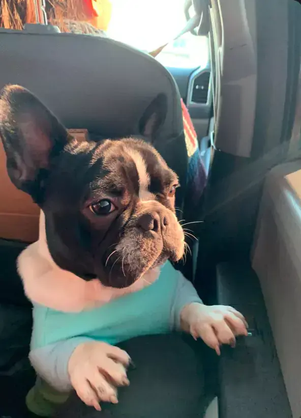 pet-pic